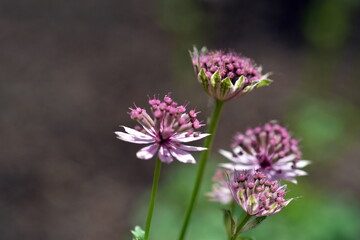 Nahaufnahme von kleinen rosa Blumen