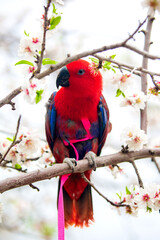 red eclectus parrot sitting on a branch of a blossoming almond tree
