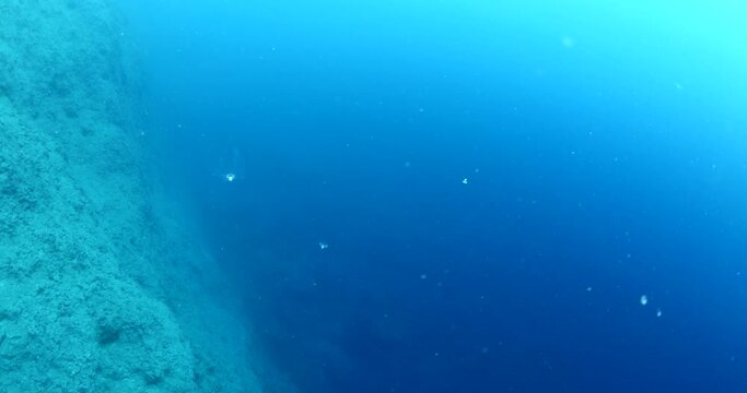 Turritopsis nutricula Turritopsis dohrnii Oceania O. armata immortal underwater ocean scenery
