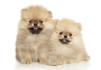 Obraz premium Two Pomeranian Spitz puppies
