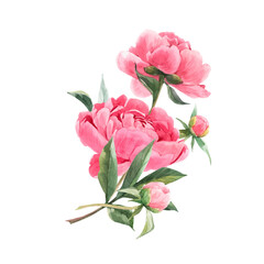 Beautiful vector floral bouquet composition with watercolor pink peony flowers. Stock illustration