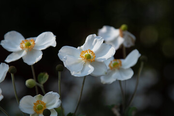 Naklejka na ściany i meble white flowers in the garden