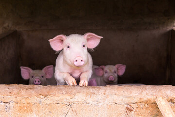 Curious young pig standing with trotters on pen window sill watching, with two siblings in soft...