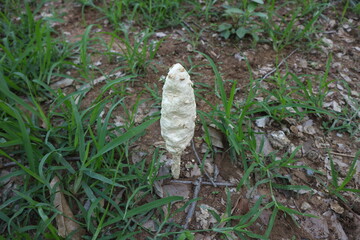 Obraz premium White poisonous mushrooms that can not be eaten