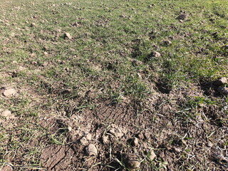 Stony soil covered with sparse vegetation. Soil as a background.