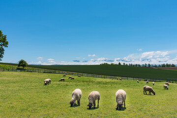 広々とした牧草地の羊