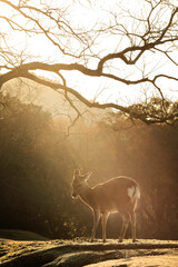 朝日のシャワーを浴びた神々しい鹿【冬の奈良公園】