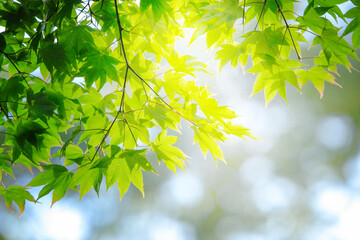 そよ風で揺れる鮮やかな青紅葉【高取城跡-5月】