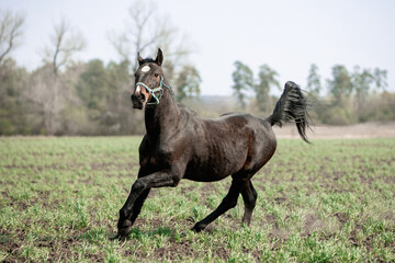A beautiful horse is riding freely in the field