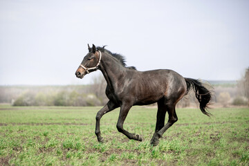 Fototapeta na wymiar A beautiful horse is riding freely in the field