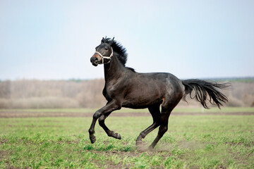 A beautiful horse is riding freely in the field