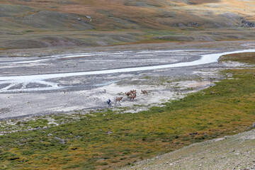 Motorcyclist rides next to the camels. Mongolian landscapes in the Altai mountains, wide landscape