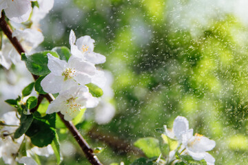 Fototapeta na wymiar Beautiful white flowers of an Apple tree on a branch and small green leaves. Raindrops fall on the flowers, which glow in the sun. There is space for text. High quality photo