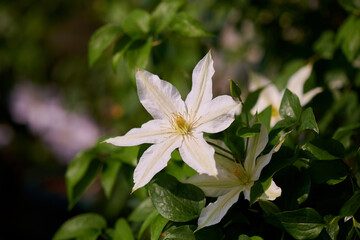 クレマチス　ロコーコラ