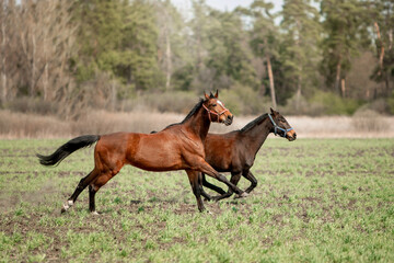 A beautiful horse is riding freely in the field