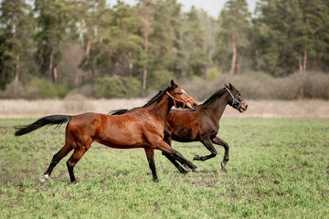 Fototapeta premium A beautiful horse is riding freely in the field