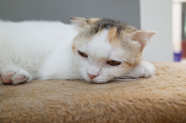 Fototapeta na wymiar Black and white striped cat Sleep happily with good health