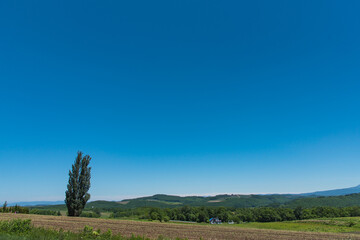北海道・美瑛のケンとメリーの木