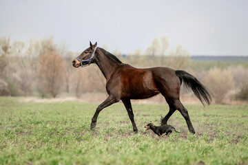 Naklejka na ściany i meble A beautiful horse is riding freely in the field
