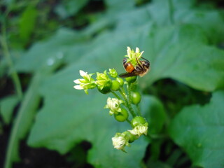 A wasp on an ivy flower. A close-up shot.