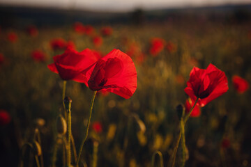 beautiful wild poppies at sunset in the field, close up