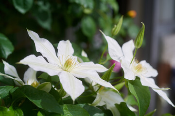 クレマチス　ロコーコラ