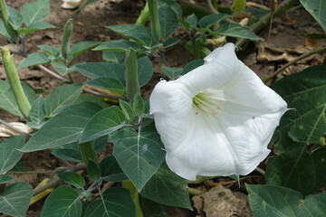Closed buds and white flower of Datura innoxia in August