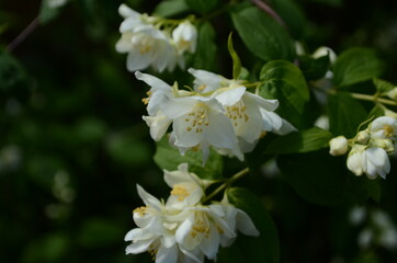 Obraz premium Jasmine flowers blossoming on bush in sunny day