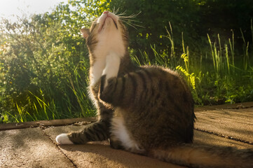 Cat is scratching itself. itchy.
