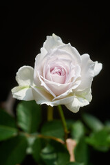 薔薇　ガブリエル