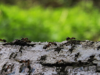 Black and red ants running and carrying loads on a birch tree close up