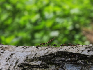 Black and red ants running and carrying loads on a birch tree close up