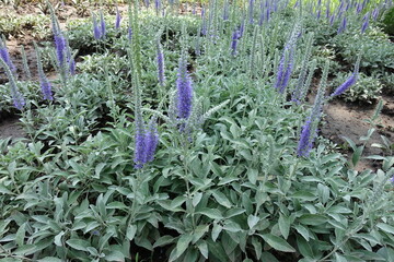 Dense foliage of Veronica incana with violet flower spikes in June