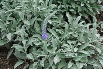 Foliage and flower spike of Veronica incana in May