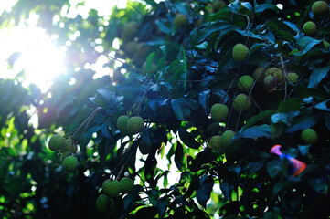 Green lychee fruits in growth on tree in the sunrise