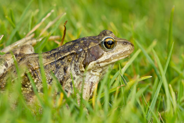 Rana bermeja (Rana temporaria) , descansando sobre la hierba.
