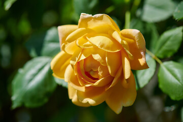 薔薇　ゴールデン・セレブレーション