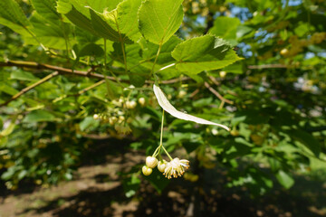 Buds and flower of linden tree in mid June
