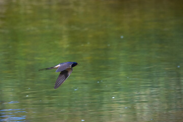 Barn Swallow ( Hirundo Rustica ) in flight above river	
