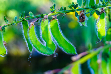 Green Gorse Seeds