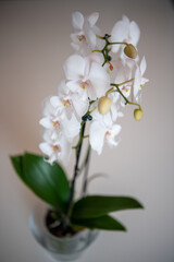 Naklejka na ściany i meble Orchids flowers close up on bokeh background.