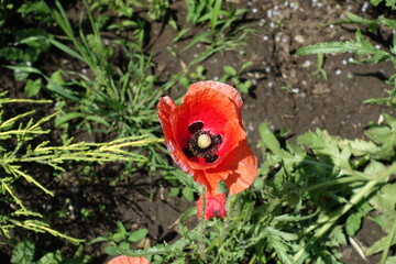 Flower of common red poppy in May