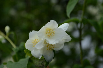 Jasmine flowers blossoming on bush in sunny day