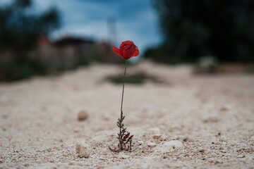 A small red poppy flower made its way through the stone.