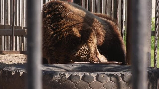 brown bear sitting in a cage while in the zoo