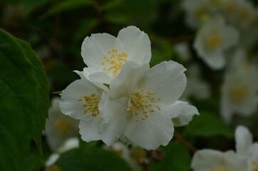 Jasmine flowers blossoming on bush in sunny day