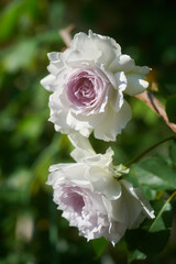 薔薇　ガブリエル