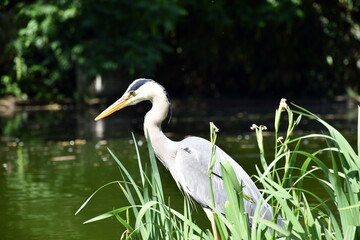 Reiher im Freiburger Stadtgarten