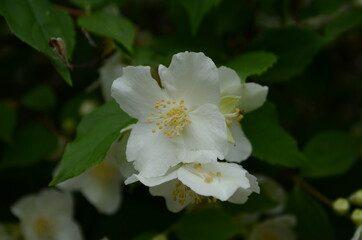 Jasmine flowers blossoming on bush in sunny day