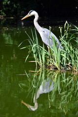 Reiher im Freiburger Stadtgarten